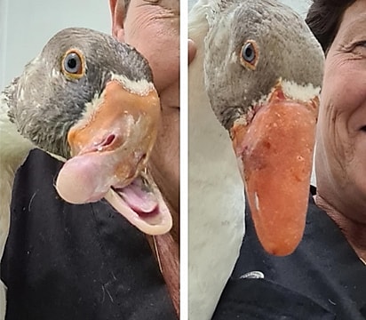Antes e depois do ganso.