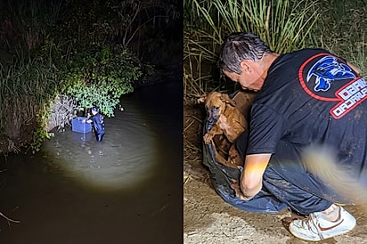 “Tem um filhote aqui!”: homem entra em rio à noite e encontra cachorrinha abandonada dentro de caixa.