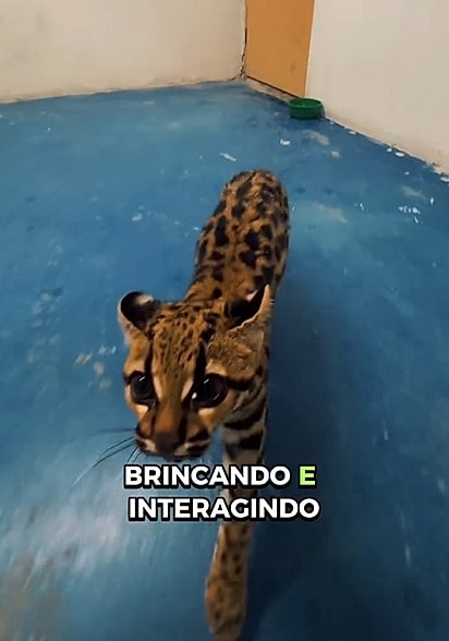 A filhote foi recolhida e encaminhada para avaliação e reabilitação.