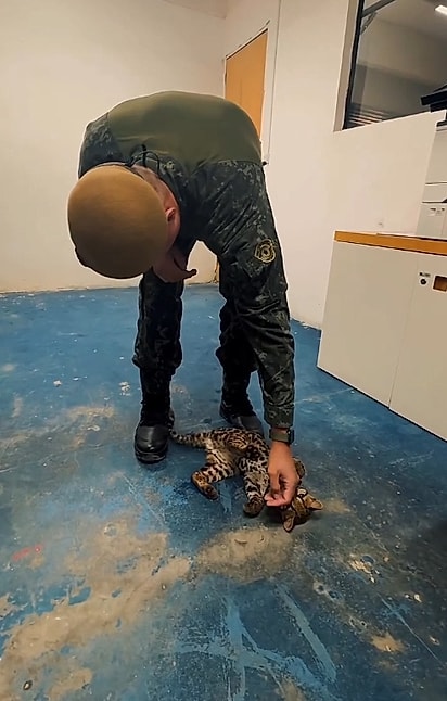 Curiosa e cheia de energia, a pequena jaguatirica interagiu com a equipe durante o resgate.