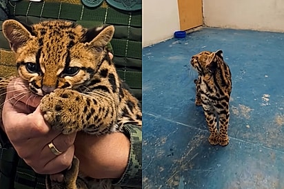 Equipe vai resgatar suposto gatinho e se surpreende com quem estava esperando por ajuda.