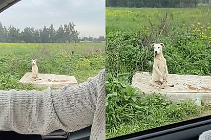 Em gesto de desespero, cachorro abandonado senta sobre duas patas para chamar a atenção de motoristas e pedir socorro para ele e seu irmão