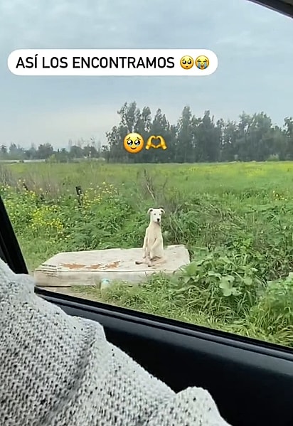 Sentado sobre um colchão velho à beira da estrada, o cachorrinho parecia tentar chamar a atenção de quem passava.