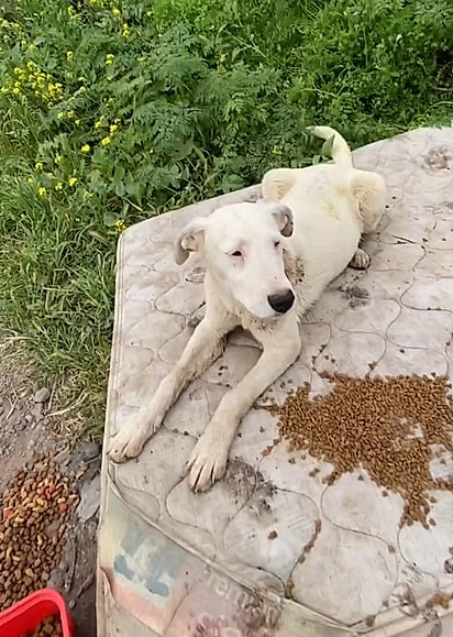 Paula e seu parceiro fizeram o retorno e decidiram que não deixariam os cães para trás.