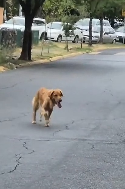 Canela correndo em direção ao carro onde estavam pai e filha.