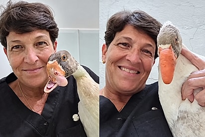 Ganso tem bico reconstruído por veterinária brasileira e resultado impressiona