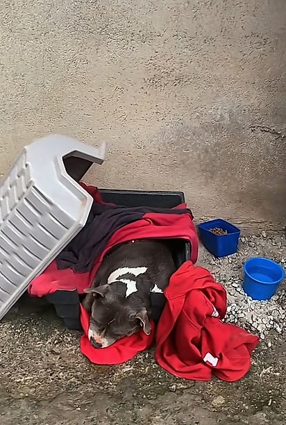 Angélica e os vizinhos passaram a cuidar da cadela.