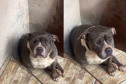 Mulher que tinha medo de pitbull idosa que sentou na sua escada percebe que ela era o ser mais doce que precisava de ajuda