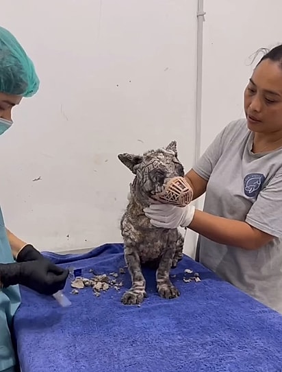 Após o resgate, Poleng começou a receber tratamento veterinário, alimentação e cuidados constantes.
