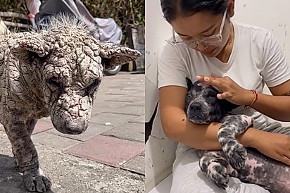 ‘O poder transformador do amor’: Cachorrinho de ‘pedra’ mostra sua verdadeira beleza após passar por intenso amor.