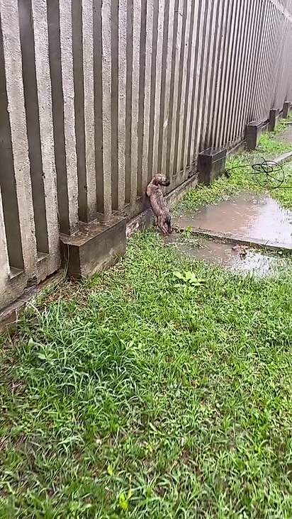 O cão estava sozinho na chuva em uma área alagada.