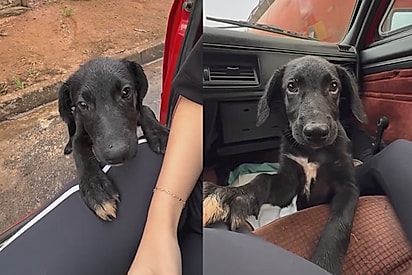 “Titios, tem um espacinho pra mim?”: Cachorrinho que tentava se proteger da chuva é resgatado e ganha nova chance