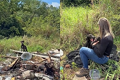Cadela em estado de desnutrição severa é resgatada após proteger filhotes em lixão