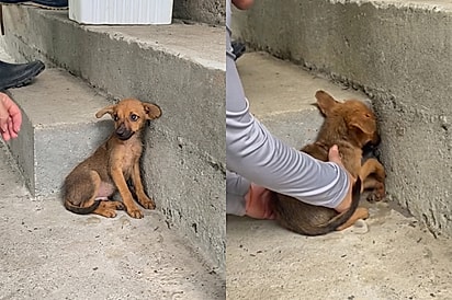 ‘“Calma, calma”: Cão caramelo só conseguia se encolher em um canto e chorar até finalmente ganhar um colinho
