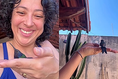 Encantadora de beija-flores: mulher resgata beija-flor três vezes seguidas
