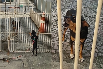 Mãe cachorrinha bate no portão de casa de mulher que adotou seu filhote sem ela ver.