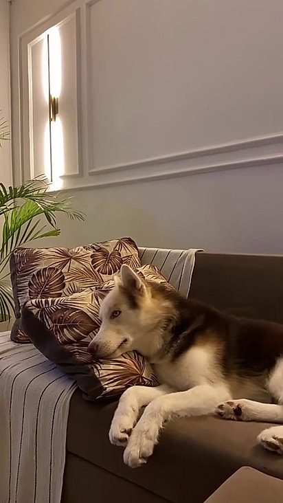 O cão ficou muito abatido com a falta da fêmea.