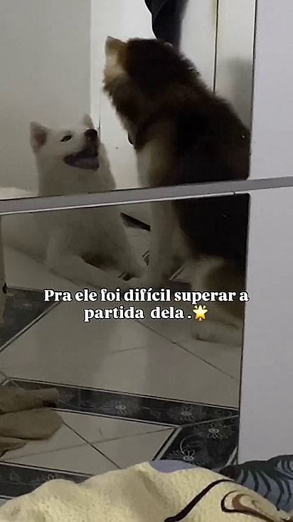 A cachorrinha era companheira de Apolo.