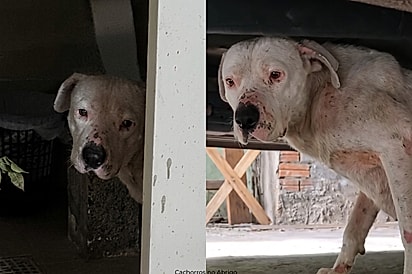 Cachorrinha que se escondia no escuro para que não a vissem recupera brilho interior e entende que o mundo não é só castigo.
