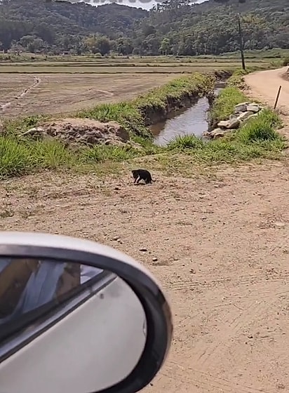 O terceiro filhote foi localizado após quase uma hora. 
