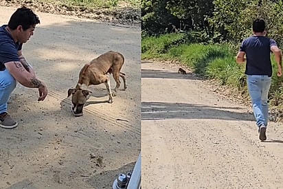 Ela estava nervosa e agitada: Cachorrinha magra é encontrada em estrada desertica, mas voluntários descobrem que ela não estava só