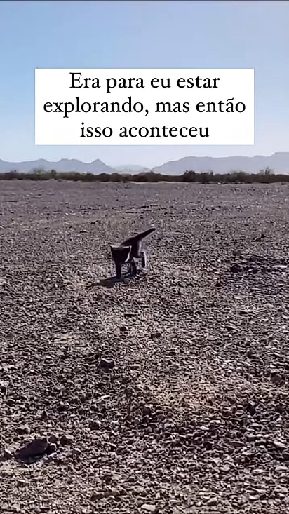 A gatinha estava jogada à própria sorte.