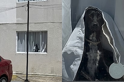 Treta no grupo do condomínio: rapaz recebe advertência porque seu cachorro se veste de noiva fantasma com cortina e assusta crianças.