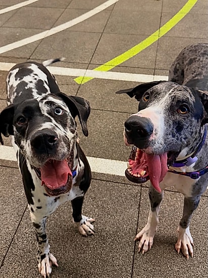 Ivy e Aisha foram adotadas pela mesma família.