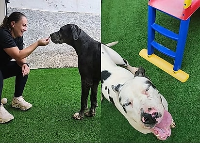 Bartholomeu e Greta foram adotados pela mesma família.