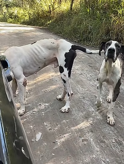 Os cães estavam muito magros.