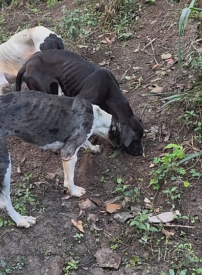 Beatriz deixou ração para os cães e foi esvaziar o carro.