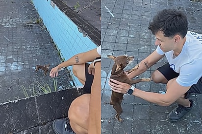 ‘Olha os ossinhos’: Por acaso, jovem olha dentro de piscina abandonada e não fica indiferente ao ver pinscher magro pedindo ajuda
