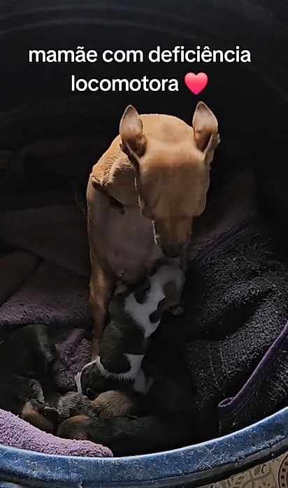 A pinscher alimentando sua ninhada.