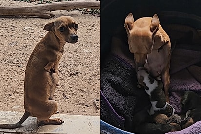 “Pinscher esforçada”: Mesmo sem as patinhas dianteiras, mãezinha encontra jeito de proteger e amamentar seus 4 filhotes.