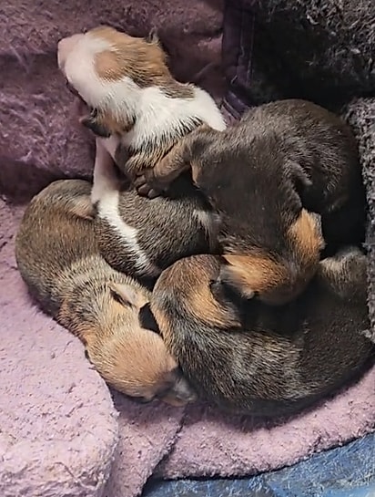 A pinscher deu à luz quatro filhotinhos.