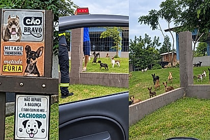 Mulher chega para fazer entrega e encontra ‘paraíso dos pinschers’ com mais de 10 cãezinhos