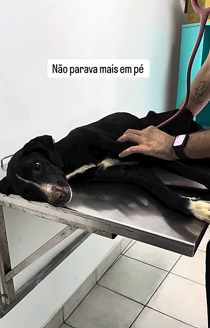 Após o resgate, a cachorrinha foi diagnosticada com desnutrição, carrapatos e cinomose.