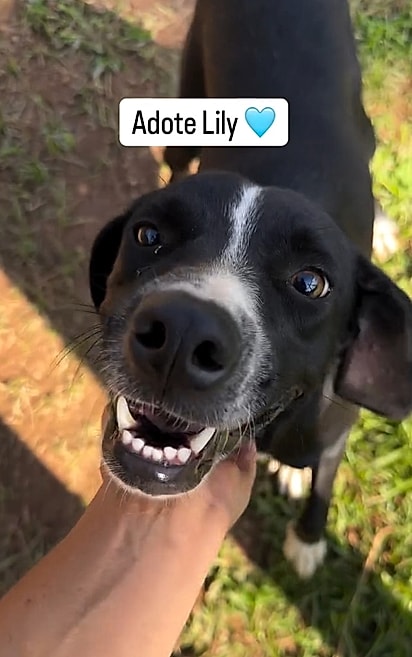 Já recuperada, Lily aguardava apenas uma coisa: encontrar uma família para chamar de sua.