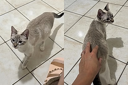 Prestes a parir, gata chama tutora para ficar ao seu lado para se sentir segura e protegida.