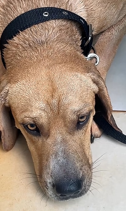 O cão Coragem tinha muito medo.