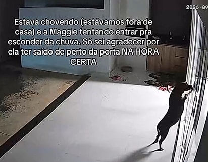 Sem encontrar ninguém, a cachorrinha começou a arranhar a porta enquanto a tempestade continuava do lado de fora.