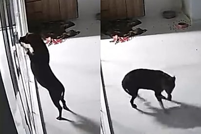“Deus nos pequenos detalhes”: Cachorrinha se afasta da porta segundos antes de vidro se estilhaçar.