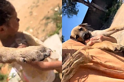 “Isso é injusto!”: Menina vai à feira com a mãe, volta com cachorrinha resgatada e ainda quer levar um coelho.