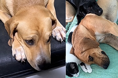 Cachorro grandão devolvido ao abrigo 4x por ser medroso só consegue se acalmar quando gatos dormem ao seu lado.