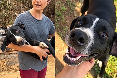 “Viva a sua nova vida, Lily!”: Cadela resgatada nos braços de tão fraca emociona voluntários com seu destino