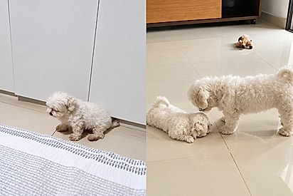 Família de cachorrinha que vivia triste pelos cantos não imaginava que cura viria de uma bolinha de pelos