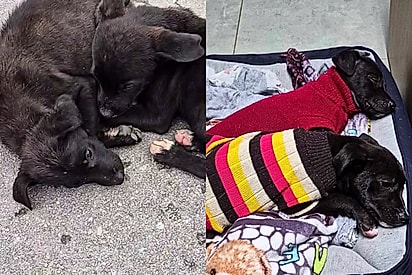 “Achei que ia dar ruim”: rapaz encontra dois filhos no meio da rua e reação da mãe o surpreende