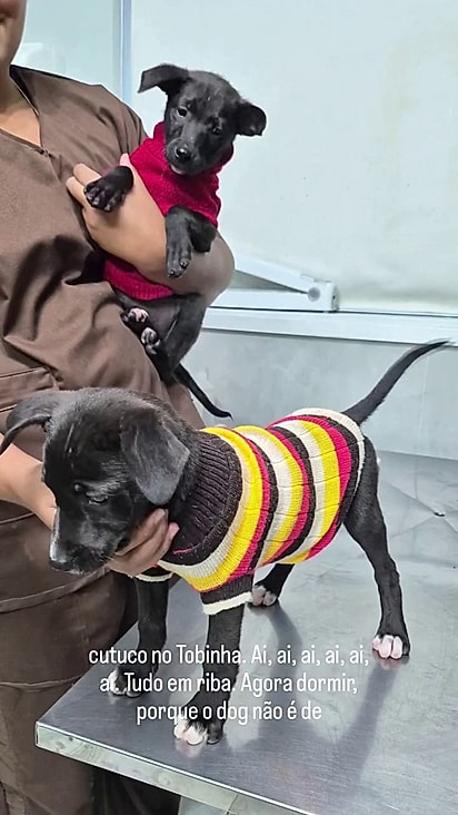 Eles passaram por consulta veterinária e estão para adoção.