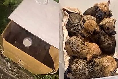 O destino fez nossos caminhos se cruzarem: casal resgata seis filhotes de cães abandonados sob tempestade