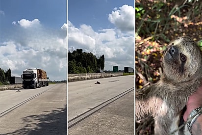 “No lugar certo e na hora certa”: biólogo resgata duas preguiças que corriam risco de serem atropeladas em rodovia